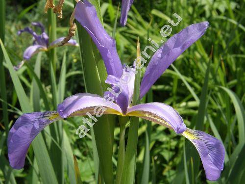 Iris spuria L.