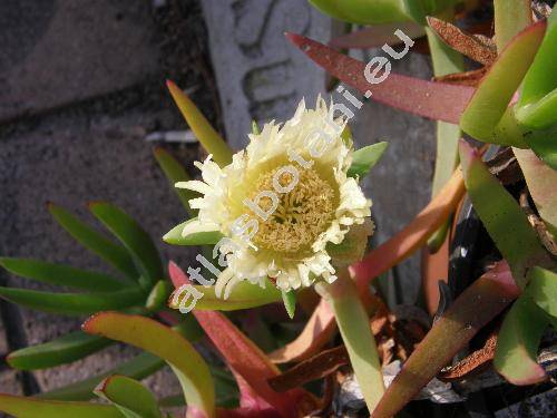 Carpobrotus edulis (L.) Br. (Mesembryanthemum edule L.)
