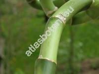 Dracaena sanderiana 'Lucky Bamboo' (Dracaena sanderiana Sander ex Mast.)