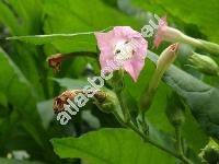 Nicotiana tabacum L. (Nicotiana macrophylla Spreng., Nicotiana latissima Mill.)