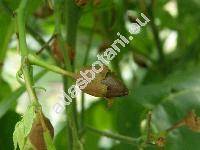 Nicotiana tabacum L. (Nicotiana macrophylla Spreng., Nicotiana latissima Mill.)