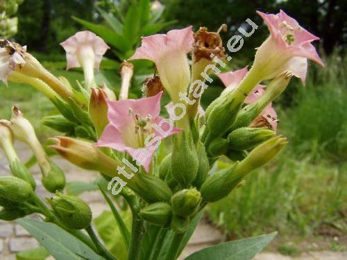 Nicotiana tabacum L. (Nicotiana macrophylla Spreng., Nicotiana latissima Mill.)