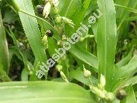 Coix lacryma-jobi L. (Coix lacryma L.)