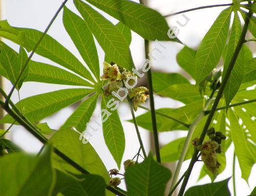 Manihot esculenta Crantz (Manihot utilissima Pohl, Jatropha manihot L., Dioscorea)