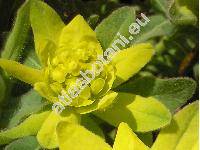 Euphorbia villosa Willd. (Tithymalus villosus (Willd.) Pacher)