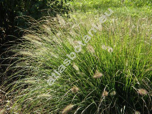 Pennisetum alopecuroides (L.) Spreng. (Pennisetum hordeiforme, Alopecurus hordiformis)