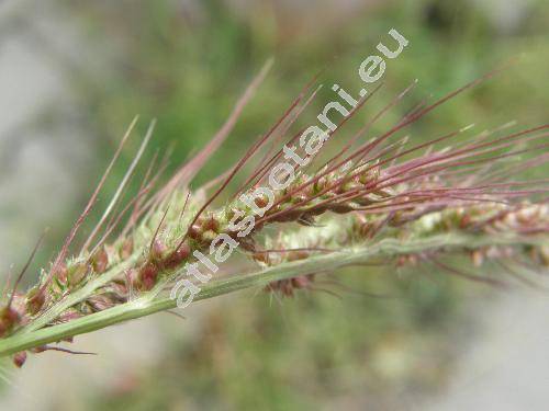 Echinochloa crus-galli (L.) P. B. (Panicum crus-galli L., Milium, Pennisetum)