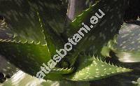 Aloe saponaria (Aloe saponaria (Ait.) Haw., Alo saponaria, Aloe maculata)