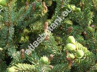 Picea mariana (Mill.) Britton (Abies denticulata Michx. , Abies nigra (Ait.) Poir.)