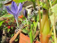 Triteleia laxa Benth. (Brodiaea laxa (Benth.) Wats.)
