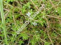 Crassula helmsii Berg. (Crassula recurva Ost., Tillaea recurva (Hook.), Crassula helmsii (Kirk) Coc.)