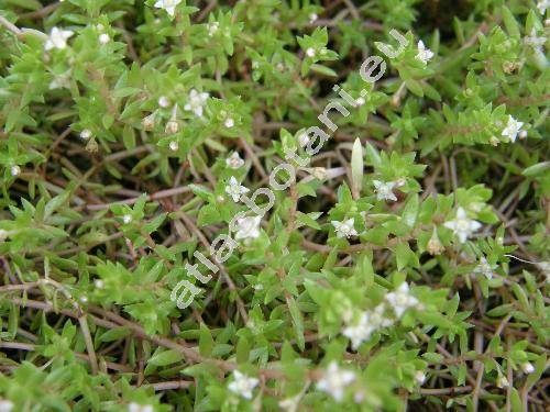 Crassula helmsii Berg. (Crassula recurva Ost., Tillaea recurva (Hook.), Crassula helmsii (Kirk) Coc.)