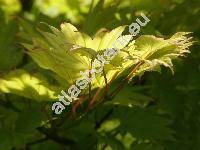 Acer shirasawanum 'Aureum' (Acer japonicum)