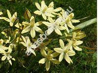 Tritelea 'Starlight' (Tritelea ixioides (Dryand. ex Ait.) Greene, Brodiaea ixioides (Dryand. ex Ait.) Wats.)