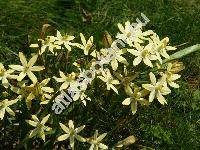 Tritelea 'Starlight' (Tritelea ixioides (Dryand. ex Ait.) Greene, Brodiaea ixioides (Dryand. ex Ait.) Wats.)