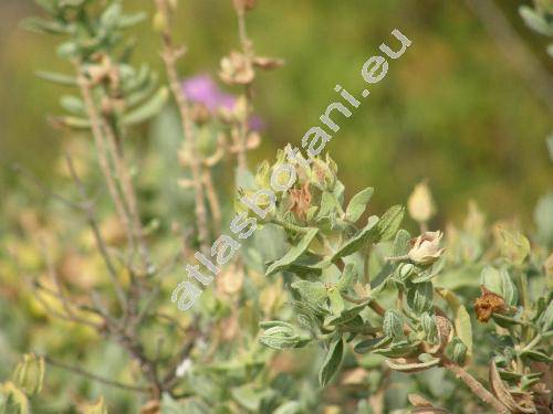 Cistus parviflorus Lam.