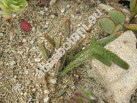 Crassula ericoides Haw. (Crassula furcata (Eckl. et Zeyh.) Endl.)