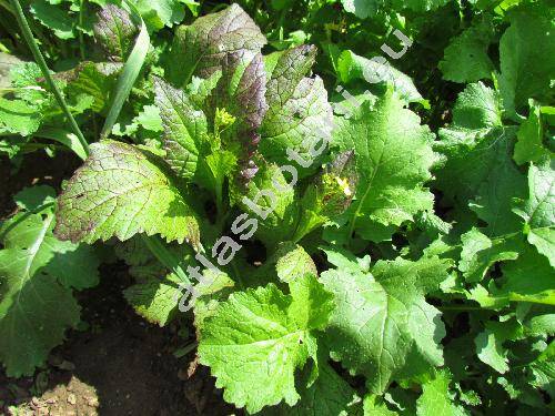 Brassica juncea (L.) Czern. 'Red Giant' (Sinapis juncea L., Raphanus junceus (L.) Crantz)