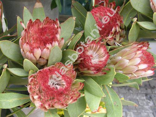 Protea 'Holiday Red' (Protea obtusifolia Buek ex Meisn.)