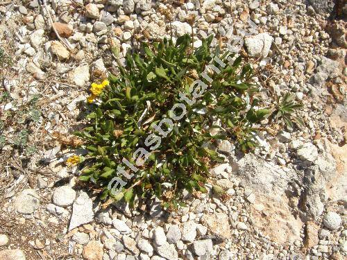 Gazania rigens (L.) Gartn. (Gazania pavonia Br., Gazania splendens Lem., Gorteria hotorophylla Willd., Othonna rigens L.)