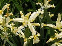 Iris spuria subsp. carthaliniae (Iris carthaliniae Fomin, Xyridion carthaliniae (Fomin) Rodion., Iris carthaliniae (Fomin) Math.)