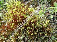 Pohlia nutans (Hedw.) Lindb. (Bryum compactum Aust., Bryum austronutans Mll.)