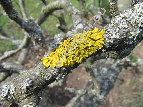 Xanthoria parietina (L.) Trevis. (Parmelia parietina)