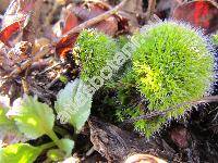 Grimmia pulvinata (Hedw.) Sm. (Dryptodon pulvinatus (Hedw.) Brid., Guembelia)