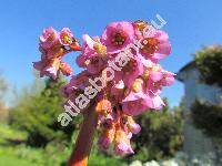 Bergenia crassifolia (Saxifraga crassifolia L.)