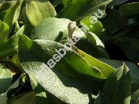 Limonium latifolium (Limonium tataricum, Statice, Goriolimon tataricum)