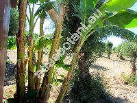 Musa x paradisiaca L. (Musa acuminata Colla, Musa balbisiana Colla)