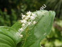 Maianthemum bifolium (L.) Schmidt (Convallaria bifolia L.)