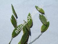 Chasmanthium latifolium (Michx.) Yat. (Uniola latifolia L.)