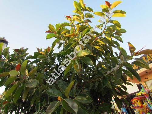 Ficus elastica Roxb.