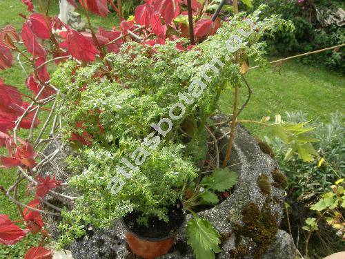 Pilea microphylla (L.) Liebm.
