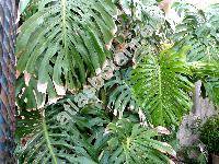 Monstera deliciosa Liebm. (Philodendron pertusum Kunth et Bouch)