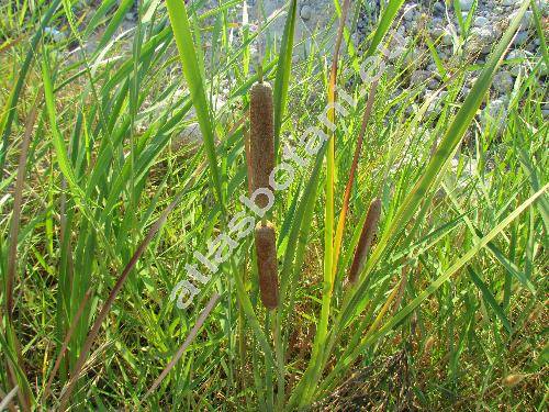 Typha angustifolia L.