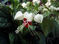 Clerodendrum thomsoniae Balf. (Clerodendrom)