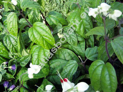 Clerodendrum thomsoniae Balf. (Clerodendrom)