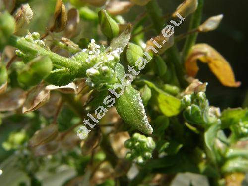 Lepidium campestre (L.) Br. (Thlaspi campestre L.)