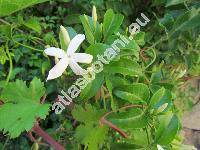 Jasminum sambac (L.) Ait.