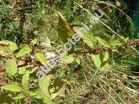 Chenopodium polyspermum L.
