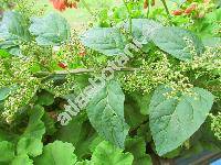 Chenopodium polyspermum L.
