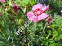 Dianthus caryophyllus 'Vienna Mixed'