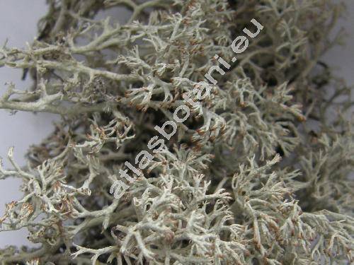 Cladonia portenosa (Duf.) Coem. (Cladonia impexa Harm.)