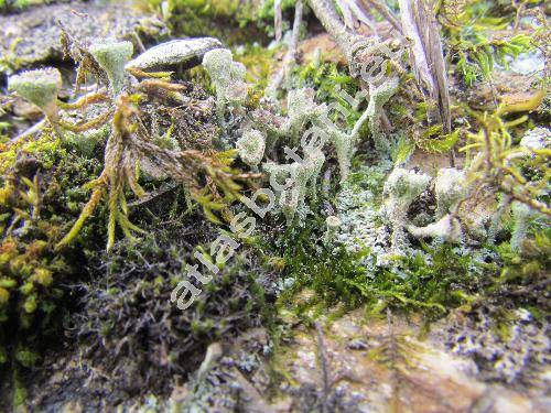 Cladonia fimbriata (L.) Fr. (Lichen fimbriatus L.)