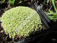 Arenaria lithops 'Aurea' (Alsine, Gypsophytum, Alsinanthus)