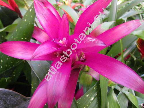 Guzmania 'Carol Cloud Bailey'