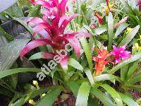 Guzmania 'Carol Cloud Bailey'