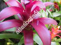 Guzmania 'Carol Cloud Bailey'